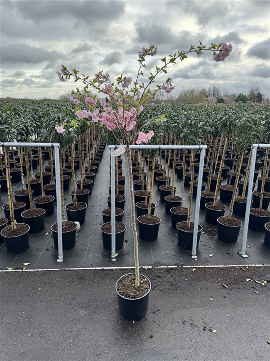 Prunus 'Accolade' - 120 CM Stem C12